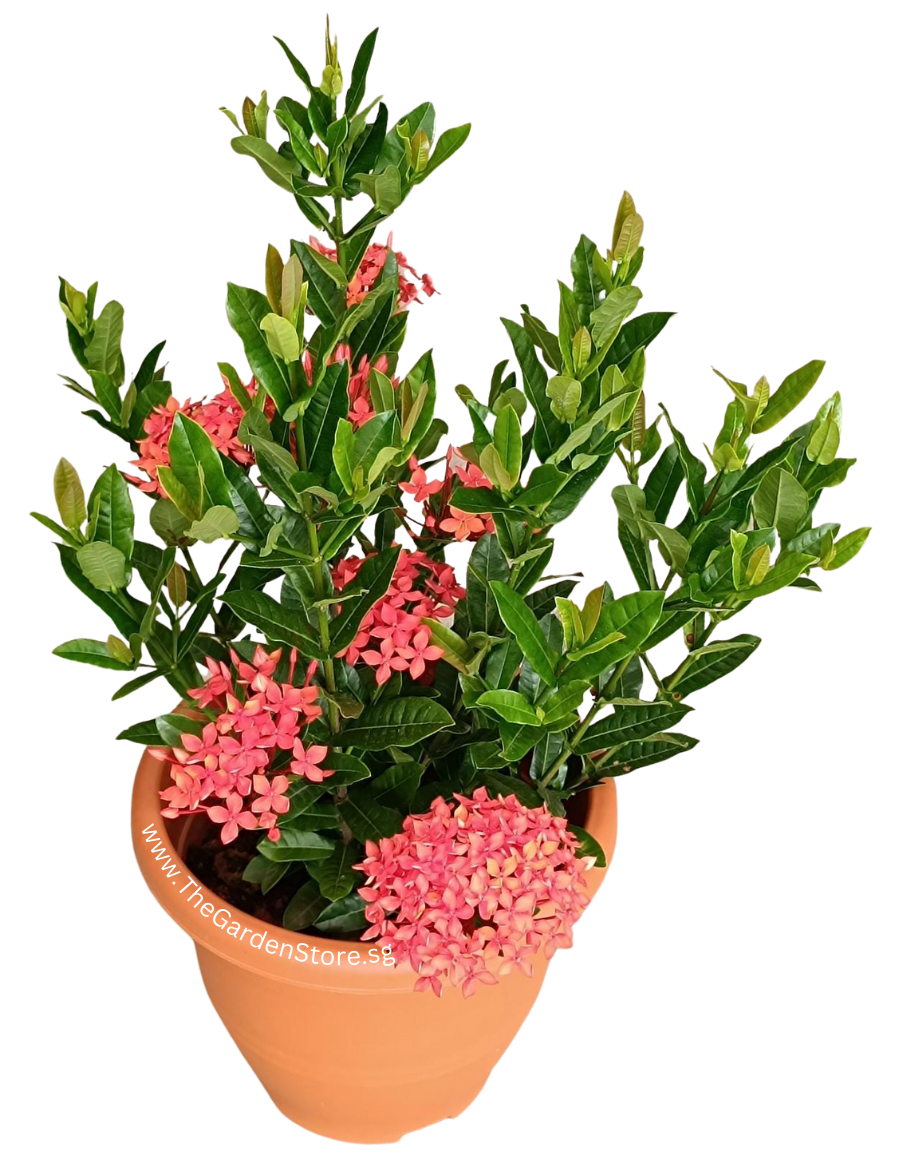 Ixora Prince Of Orange